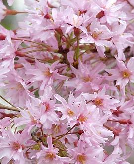 Prunus subh. 'Fukubana' Pot 18 liter Halfstam