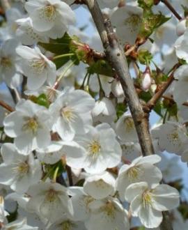 Prunus 'Umineko' Hoogstam (Stamomtrek 12-14 cm)
