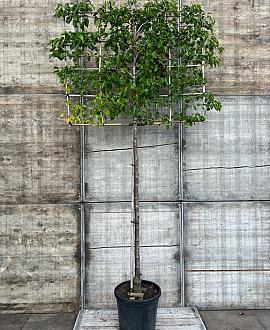 Pyrus calleryana 'Chanticleer' Stam 180 cm (Stamomtrek 14-16 cm) Leivorm