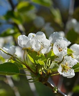 Pyrus communis Hoogstam (Stamomtrek 10-12 cm)