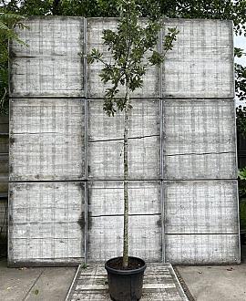 Pyrus nivalis 'Catalia' Hoogstam (Stamomtrek 12-14 cm)