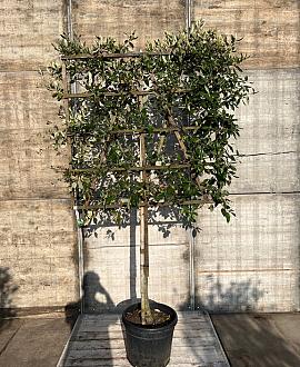 Quercus ilex Stam 100 cm Leivorm 120x120 (BxH)