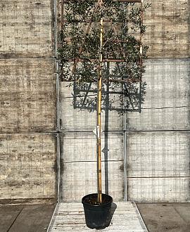 Quercus ilex Stam 200 cm Leivorm 120x120 (BxH)