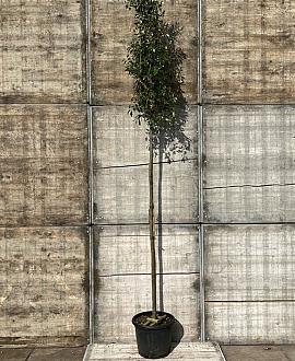 Quercus ilex Hoogstam (Stamomtrek 8-10 cm)