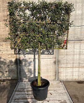 Quercus ilex Stam 80 cm Leivorm 120x80 (BxH) 
