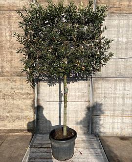 Quercus ilex Stam 120 cm Leivorm 120x80 (BxH) 