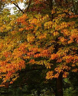 Quercus palustris Hoogstam (Stamomtrek 10-12 cm)