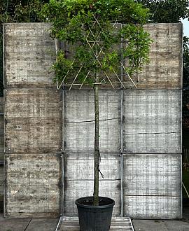 Quercus palustris Stam 220 cm (Stamomtrek 25-30 cm) Leivorm