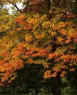 Quercus pal. 'Green Dwarf' Hoogstam (Stamomtrek 10-12 cm)