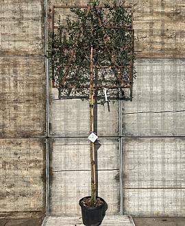 Quercus suber Stam 180 cm Leivorm 120x120 (BxH)