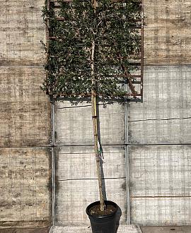 Quercus suber Stam 180 cm Leivorm 150x150 (BxH) 