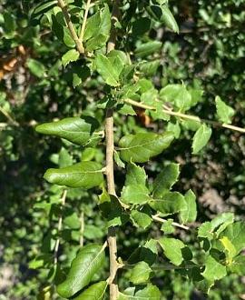 Quercus suber Hoogstam (Stamomtrek 14-16 cm)