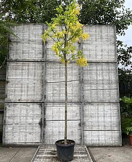 Robinia ps. 'Frisia' Hoogstam (Stamomtrek 12-14 cm)