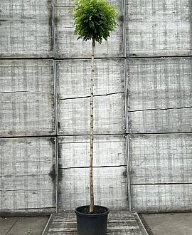 Robinia ps. 'Umbraculifera' Hoogstam (Stamomtrek 10-12 cm)