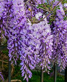 Wisteria sinensis Hoogstam (Stamomtrek 20-25 cm)