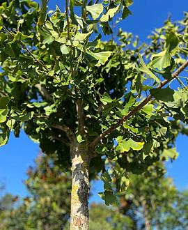 Ginkgo bil. 'Horizontalis' Hoogstam (Stamomtrek 20-25 cm)