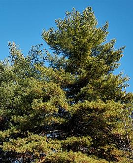 Pinus strobus 'Brevifolia' Pot 25 Liter Halfstam