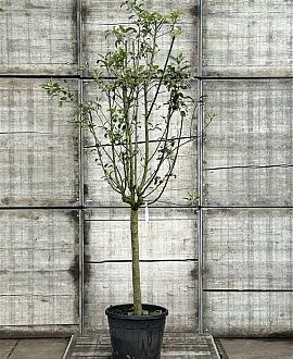 Malus d. 'Gala' Pot 70 Liter Halfstam (Stamomtrek 18-20 cm)