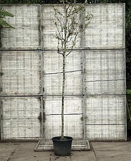 Malus d. 'Rode Boskoop' Hoogstam (Stamomtrek 10-12 cm)