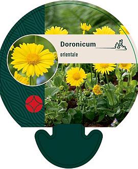 Doronicum orientale Pot 9 cm