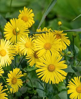 Doronicum orientale Pot 9 cm