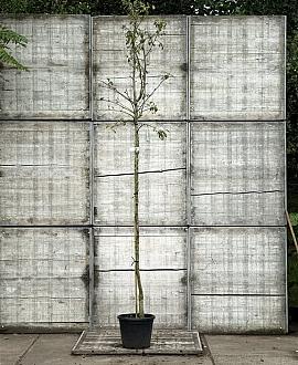 Pyrus c. 'Beurré Alexandre Lucas' Hoogstam (Stamomtrek 8-10 cm)