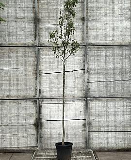 Pyrus c. 'Gieser Wildeman' Hoogstam (Stamomtrek 8-10 cm)