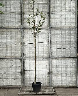 Pyrus c. 'Williams' Hoogstam (Stamomtrek 8-10 cm)
