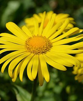 Doronicum or. 'Little Leo' Pot 9 cm