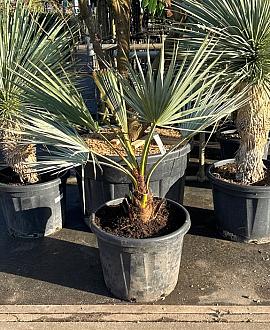 Brahea armata Pot 30 Liter 