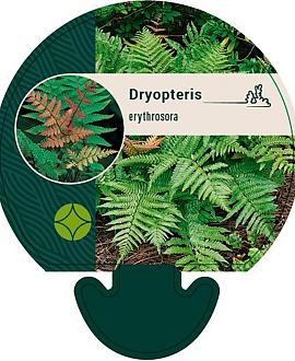 Dryopteris erythrosora Pot 9 cm