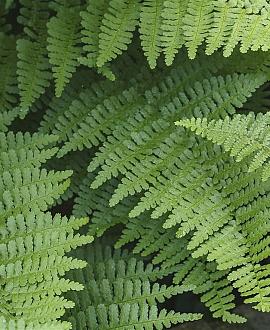 Dryopteris erythrosora Pot 9 cm