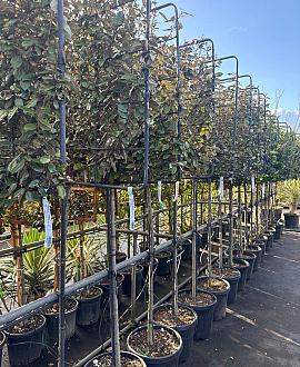 Elaeagnus ebb. 'Compacta' Stam 120 cm Leivorm 120x100 (BxH)  ijzer frame