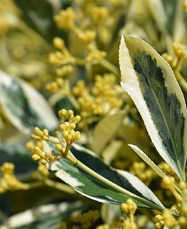 Euonymus jap. 'Bravo' Pot 15 liter 