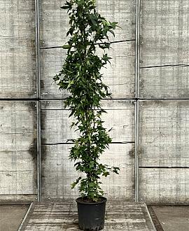 Liquidambar s. 'SlenderSilhouette' Pot 18 liter 175 - 200 cm