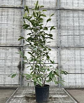 Magnolia soulangeana Pot 18 liter 100 - 125 cm