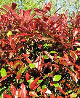 Photinia fraseri 'Red Robin' Hoogstam (Stamomtrek 10-12 cm)