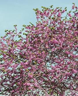 Prunus 'Accolade' Pot 18 liter 150 - 175 cm