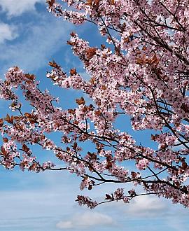 Prunus cer. 'Nigra' Pot 18 liter Stam 120 cm