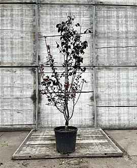 Prunus cer. 'Pissardii' Pot 18 liter 150 - 175 cm
