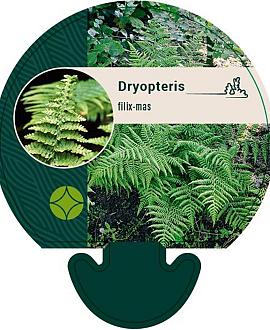 Dryopteris filix-mas Pot 9 cm