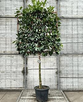 Prunus l. 'Novita' Stam 100 cm Leivorm 120x120 (BxH)