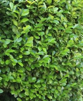 Prunus l. 'Novita' stam 150 cm Leivorm 120x120 (BxH)