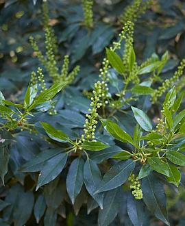 Prunus lusitanica 'Brenelia' Stam 120 cm Leivorm 120x100 (BxH)  ijzer frame