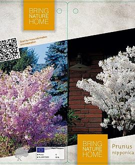 Prunus nipponica 'Brillant' Pot 18 liter Stam 120 cm
