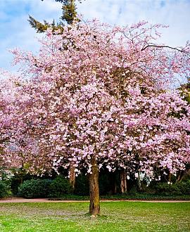Prunus subh. 'Autumnalis Rosea' Pot 18 liter Stam 120 cm