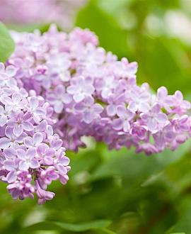 Syringa v. 'Michel Buchner' Pot 18 liter Stam 120 cm