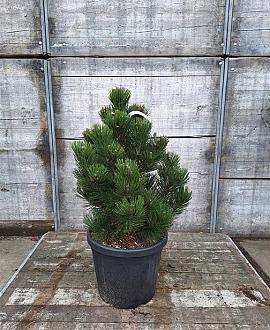 Pinus heldreichii 'Malinki' Pot 30 Liter 