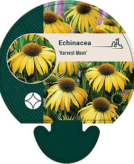 Echinacea 'Harvest Moon' Pot 9 cm