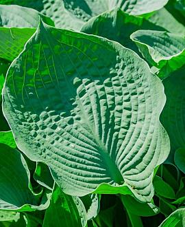 Hosta 'Abiqua Drinking Gourd' Pot 9 cm